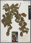 Foto von Salix aegyptiaca L.
